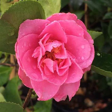 marge miller camellia.